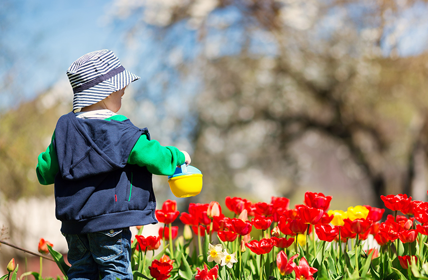 child watering tulips
