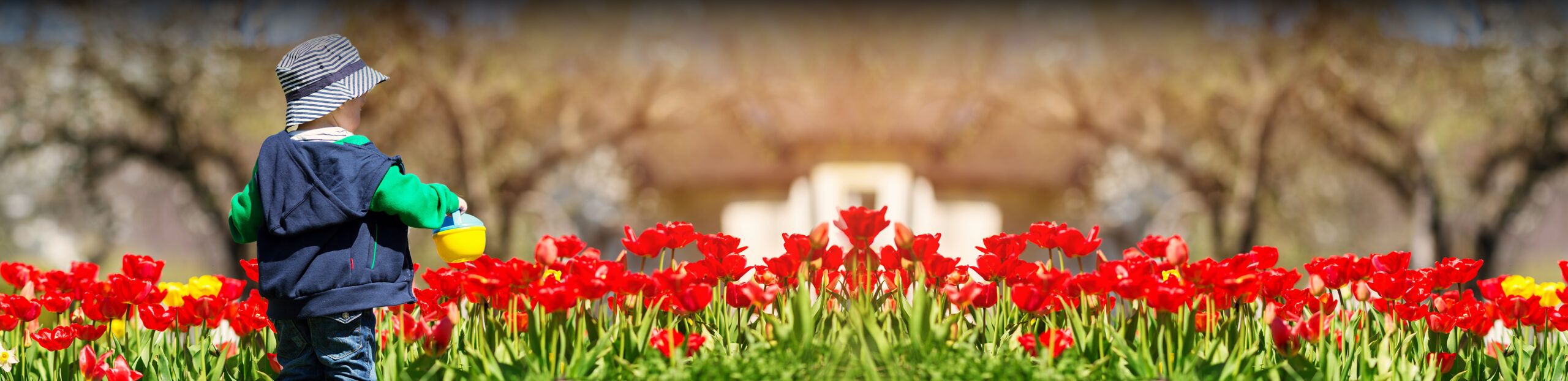 child watering tulips